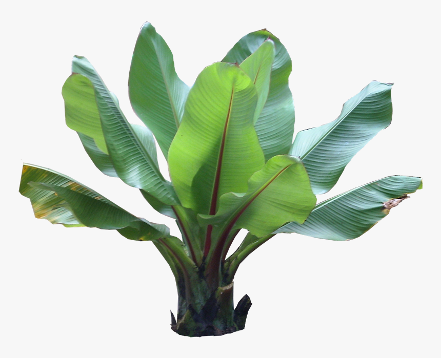 Potted Tropical Plants Png - Tropical Plant Photoshop, Transparent Png