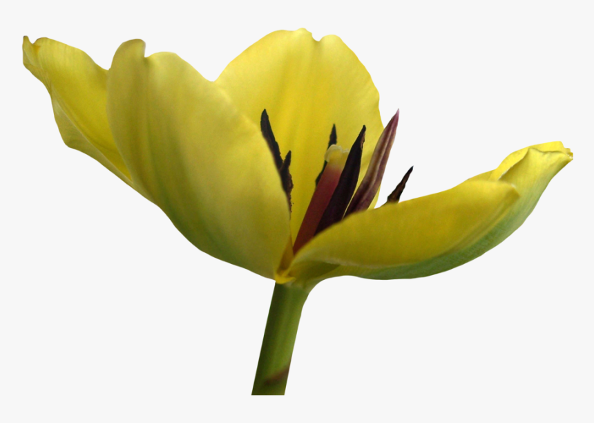 Tulip Flower Free Png Transparent Images Free Download - Lily Family, Png Download