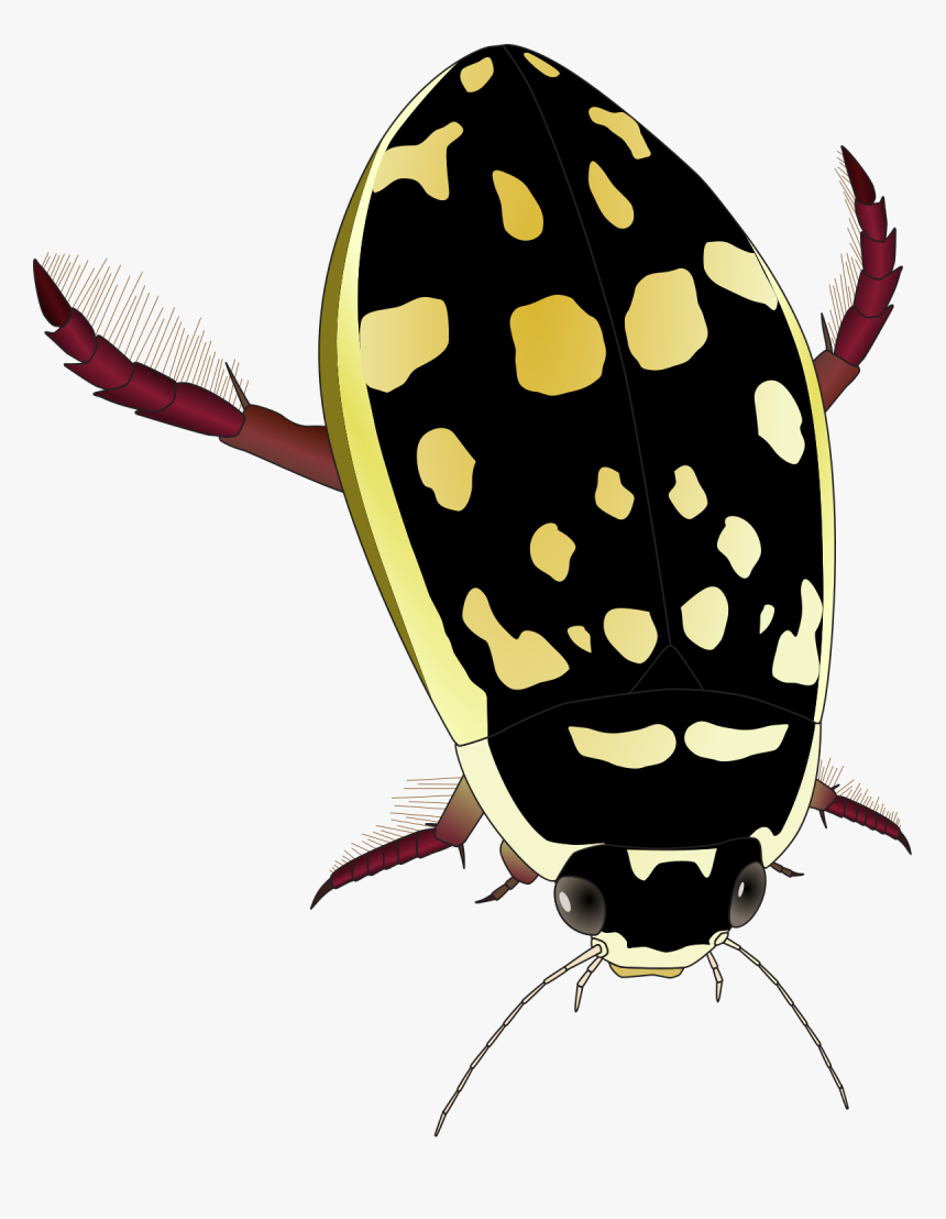 Yellow And Black Water Beetle, HD Png Download