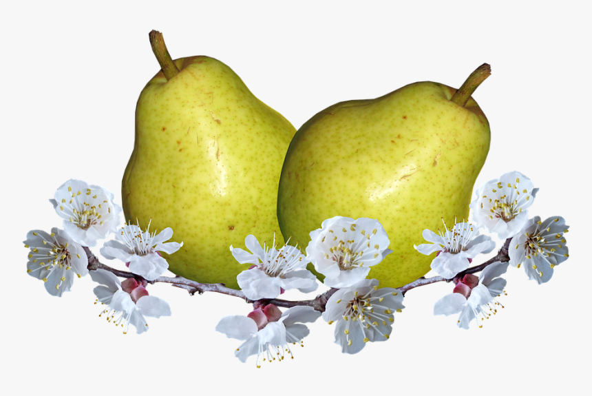 Frutas, Peras, Flor De Pera, La Nutrición - Hruška Png, Transparent Png
