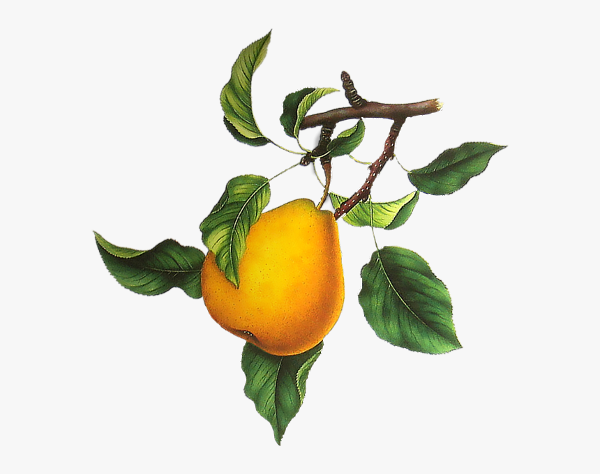 Branche De Poirier, Poire Png, Tube - Bitter Orange, Transparent Png