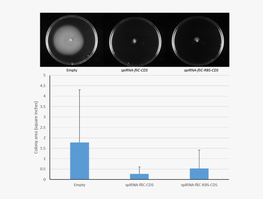 Ecoliflicfrulhuq2 - Electronics, HD Png Download