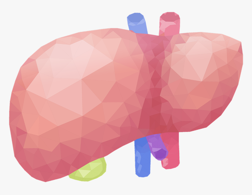 Liver - Illustration, HD Png Download