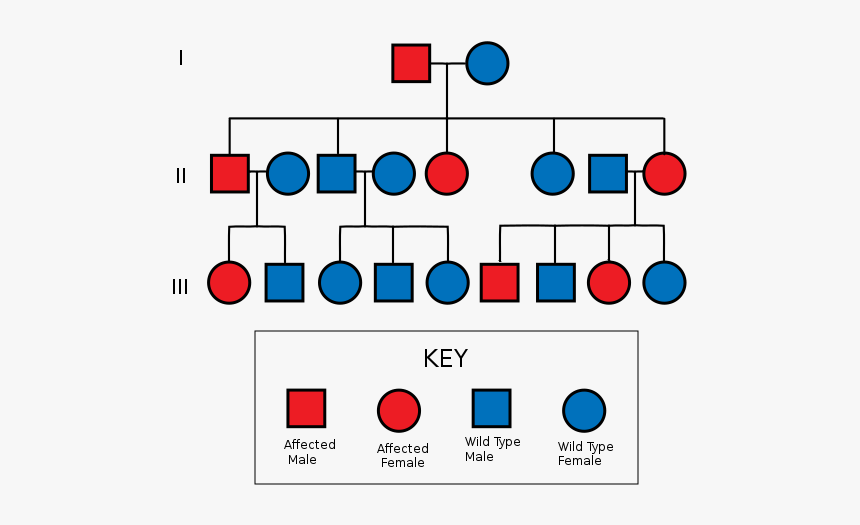 Autosomal Dominant Pedigree Chart - Huntington's Disease Pedigree Chart, HD Png Download