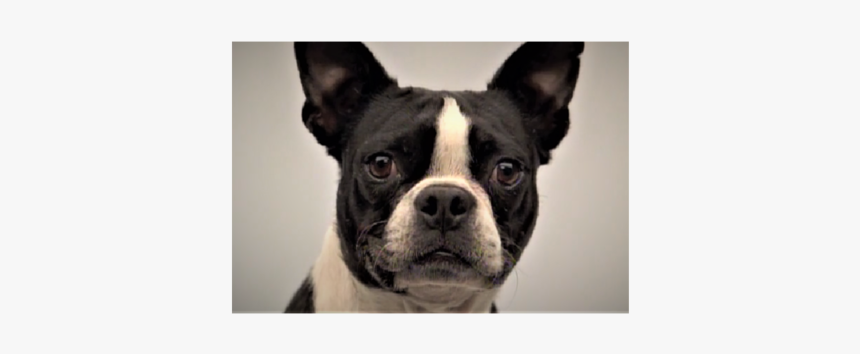 Pedigree Work Page Thumb, HD Png Download