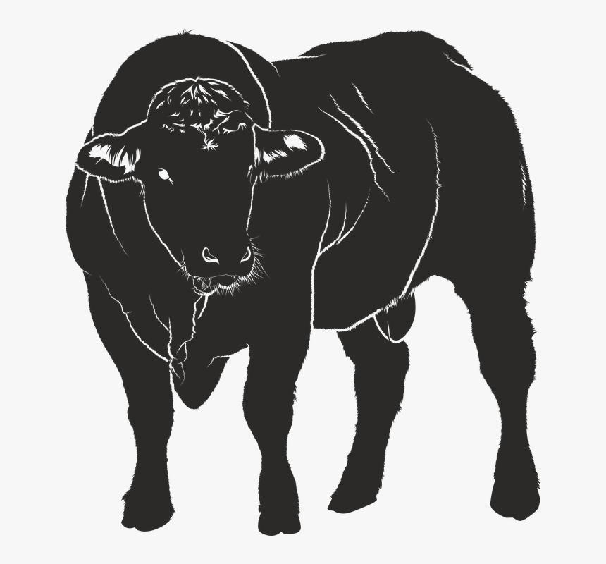 Bull, Silhouette, Black, Isolated Form, Animal, Shadow - Warnschild Bulle, HD Png Download