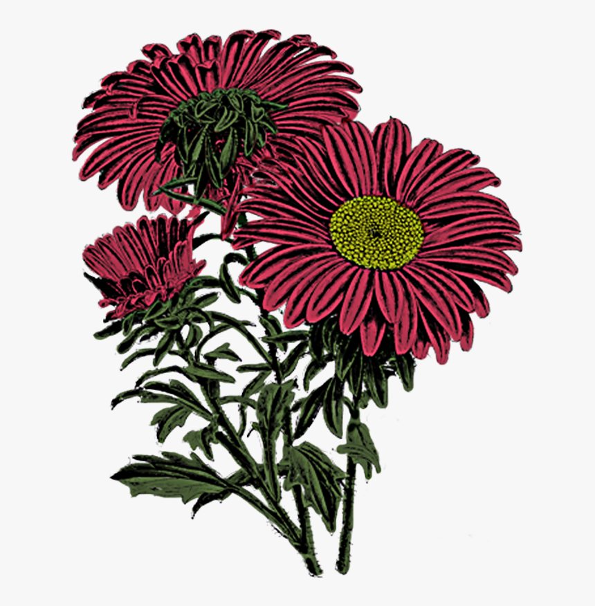 Mums - Barberton Daisy, HD Png Download