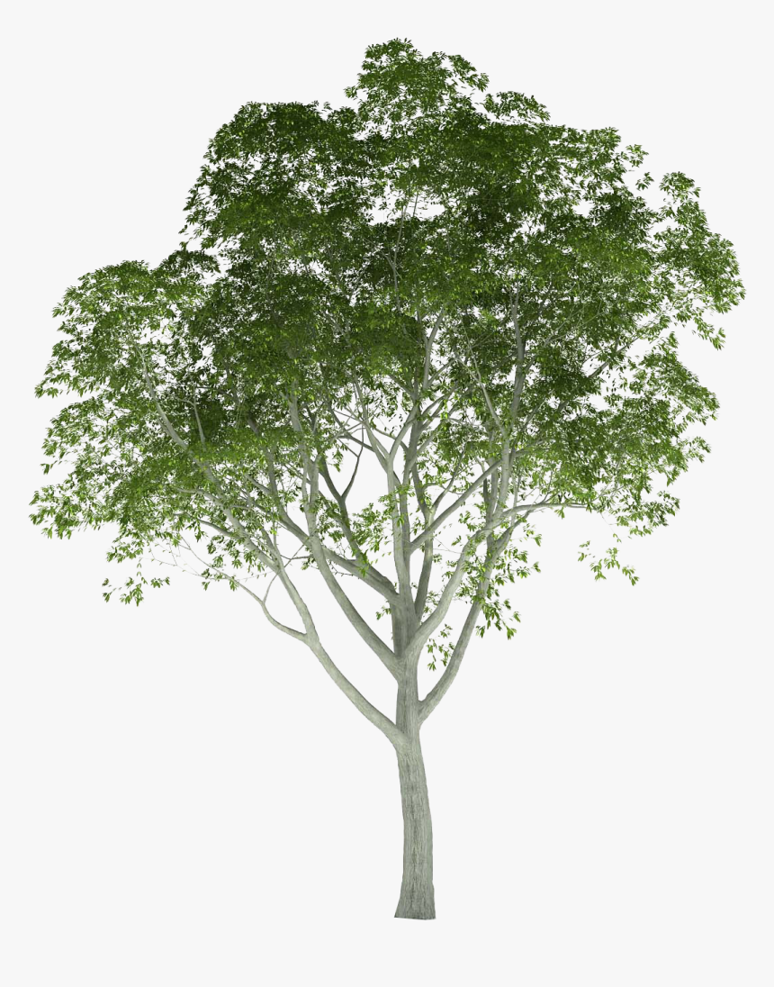 Palm Tree Photoshop Png - Trees Rendering, Transparent Png