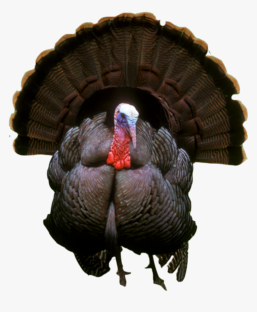 Turkey Png Photos - Turkey Png, Transparent Png