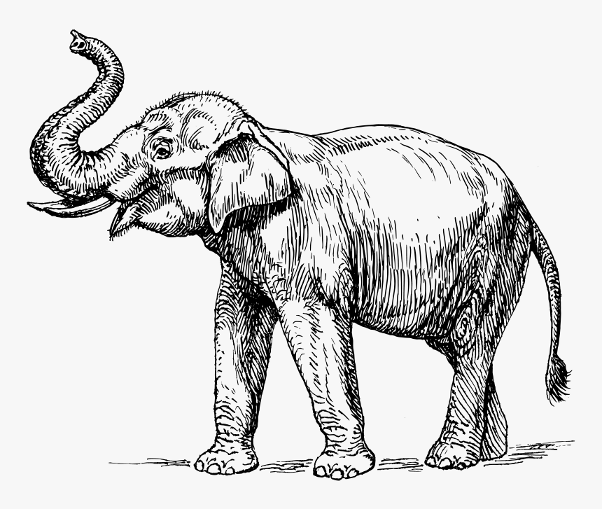 Drawing Line Elephant Huge - Black And White Elephant, HD Png Download