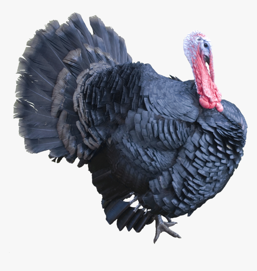 Best Free Turkey Png Image - Real Turkey Png, Transparent Png