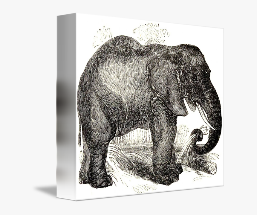 Vintage Elephant Illustration - Illustration, HD Png Download