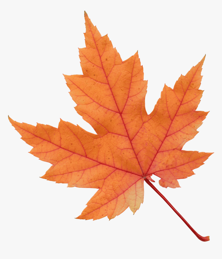 Clip Art Fall Leaf, HD Png Download