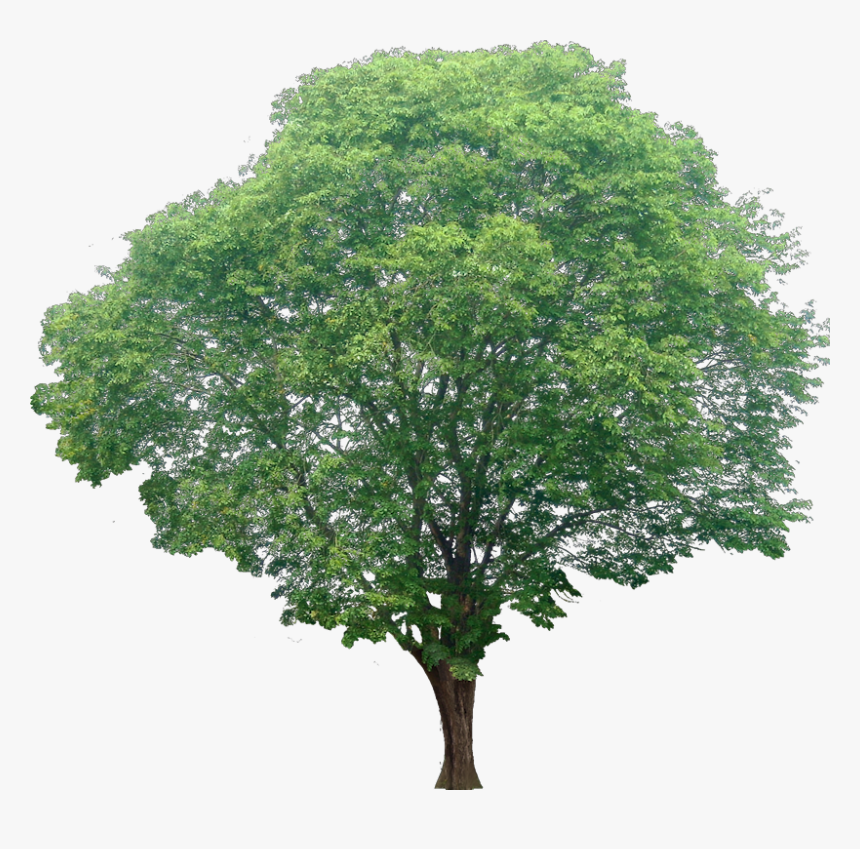 Transparent Background Cut Tree Png, Png Download