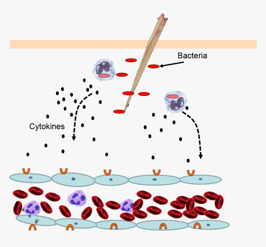 Blood Trail Png, Transparent Png