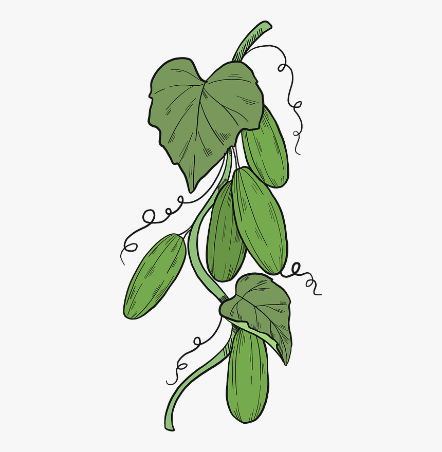Cucumber Plant Clipart, HD Png Download , Transparent Png Image PNGitem