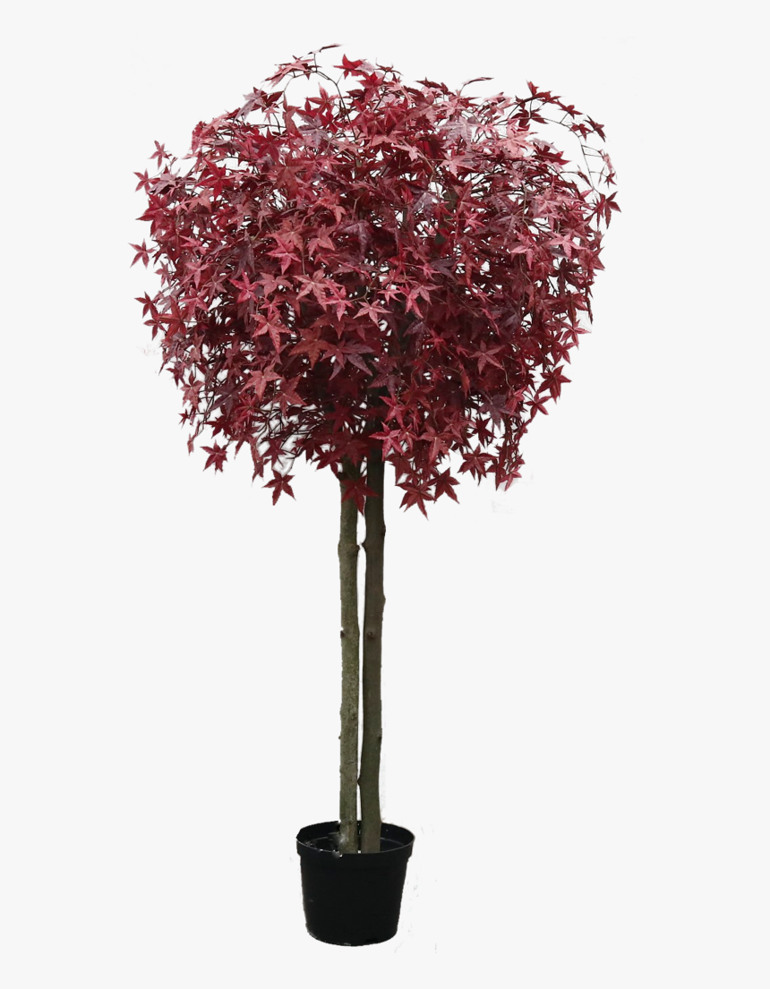 Desert Bush Png, Transparent Png