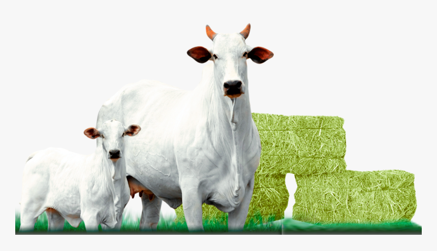 Touro Nelore Png 6 » Png Image, Transparent Png