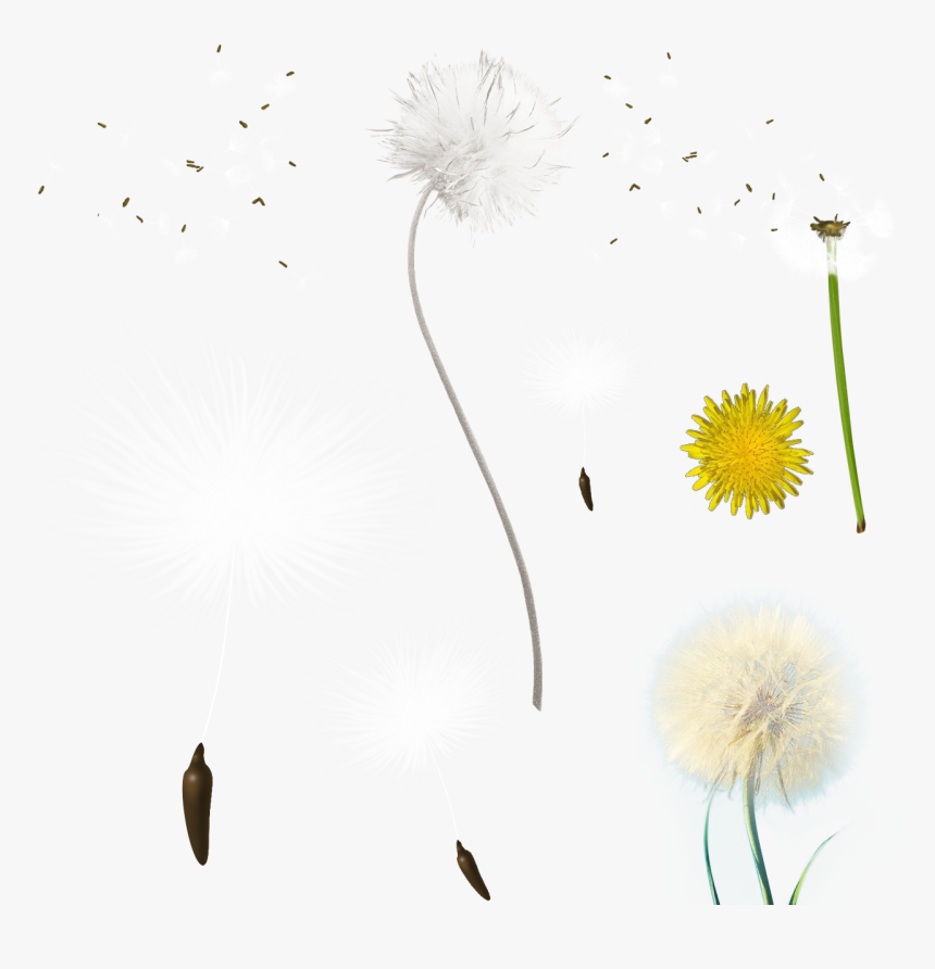 Blowing Dandelion Png, Transparent Png