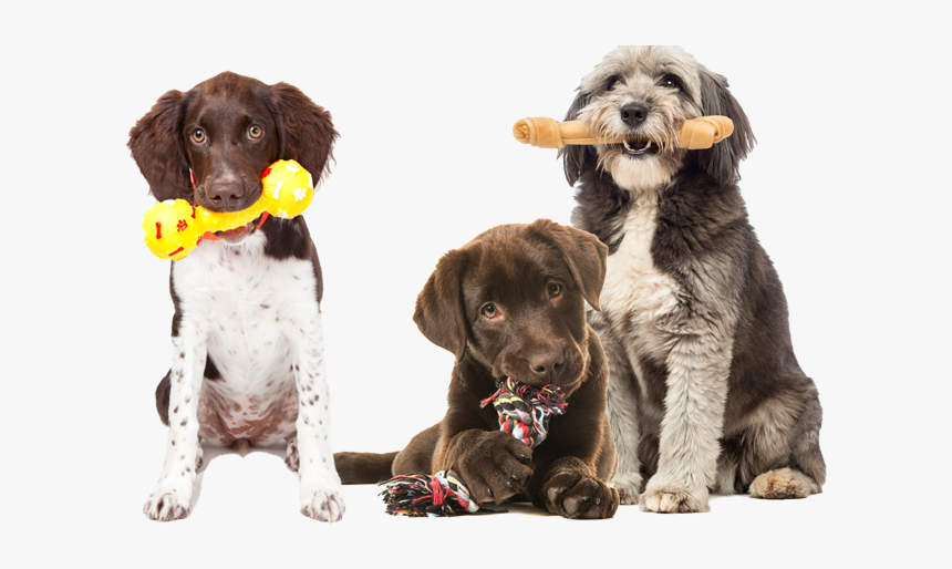 Dog Toys Png, Transparent Png