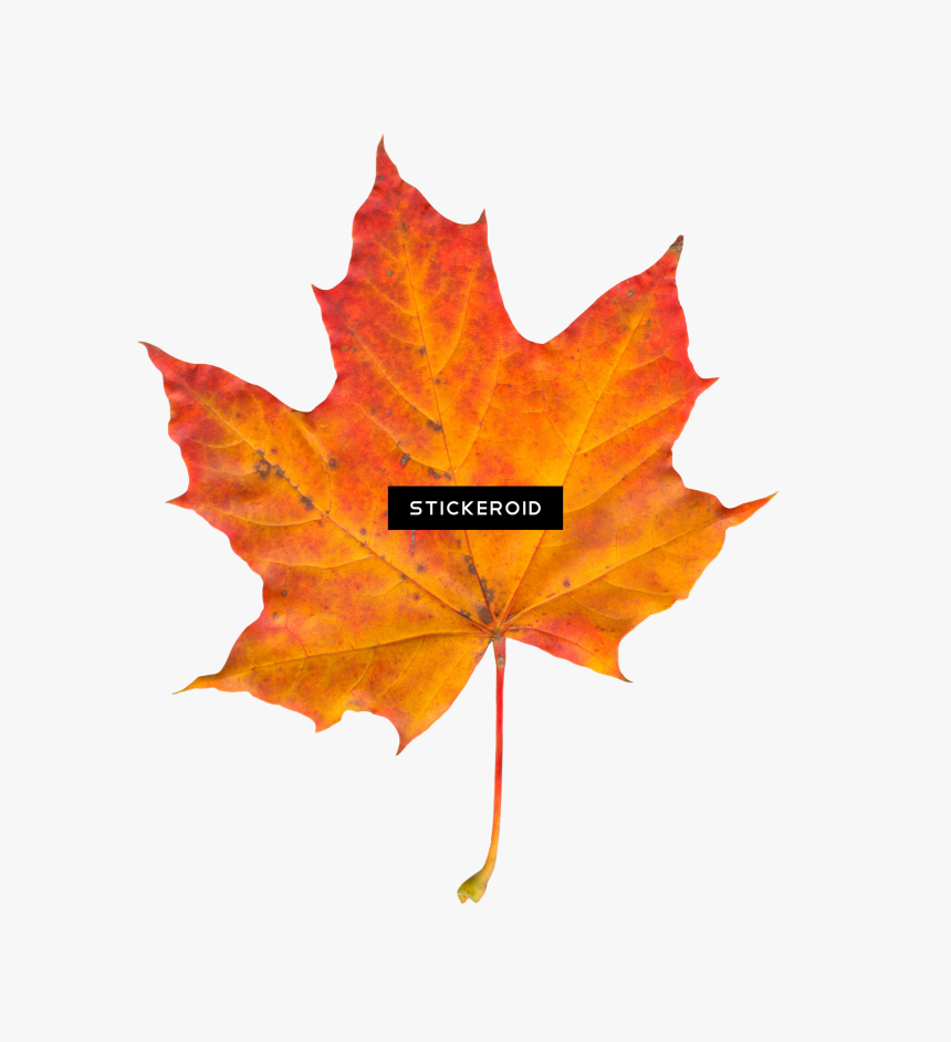 Leaf - Autumn Leaves Png, Transparent Png