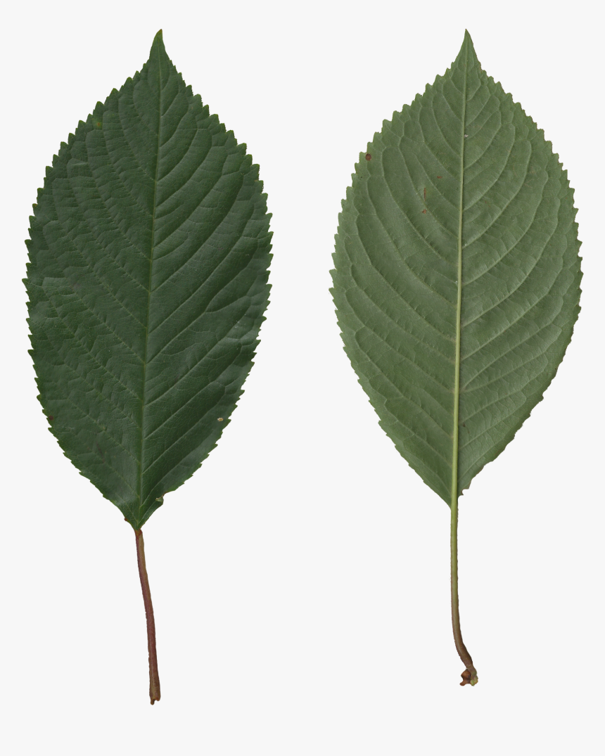 Transparent Leaves - Prunus Avium Leaf, HD Png Download