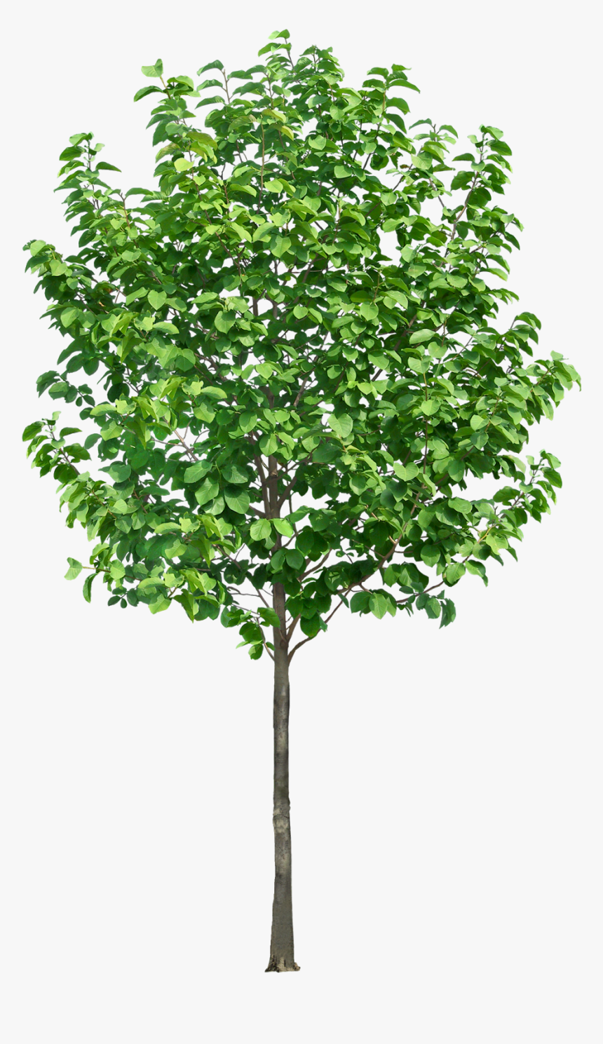 #tree #branches #leaves #palm Tree #autumn Tree #tree - Tree Section Png, Transparent Png