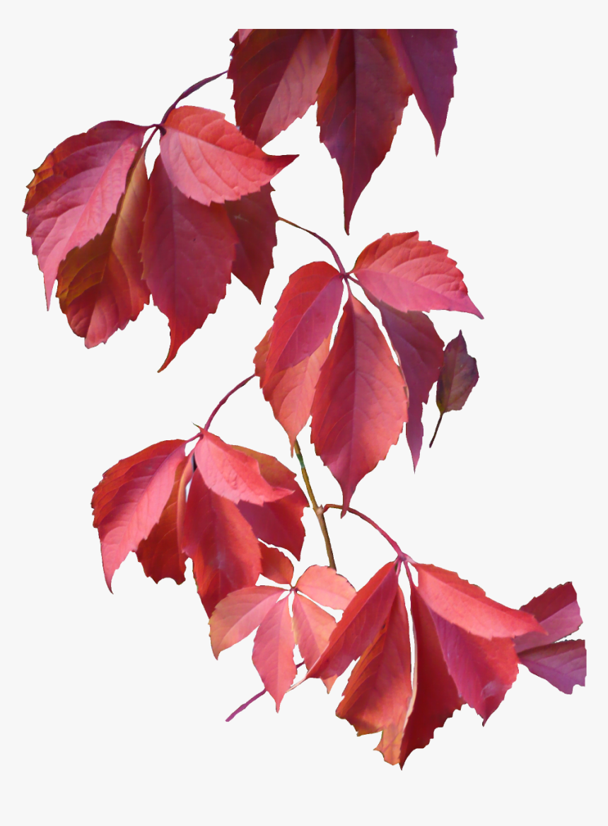 Autumn Leaves Png Pink, Transparent Png