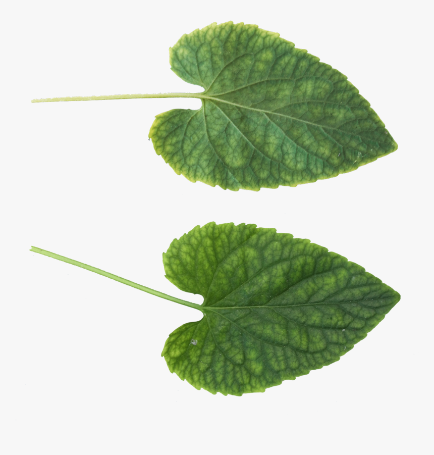 Green Leaves Png Image - Leaf Texture .png, Transparent Png