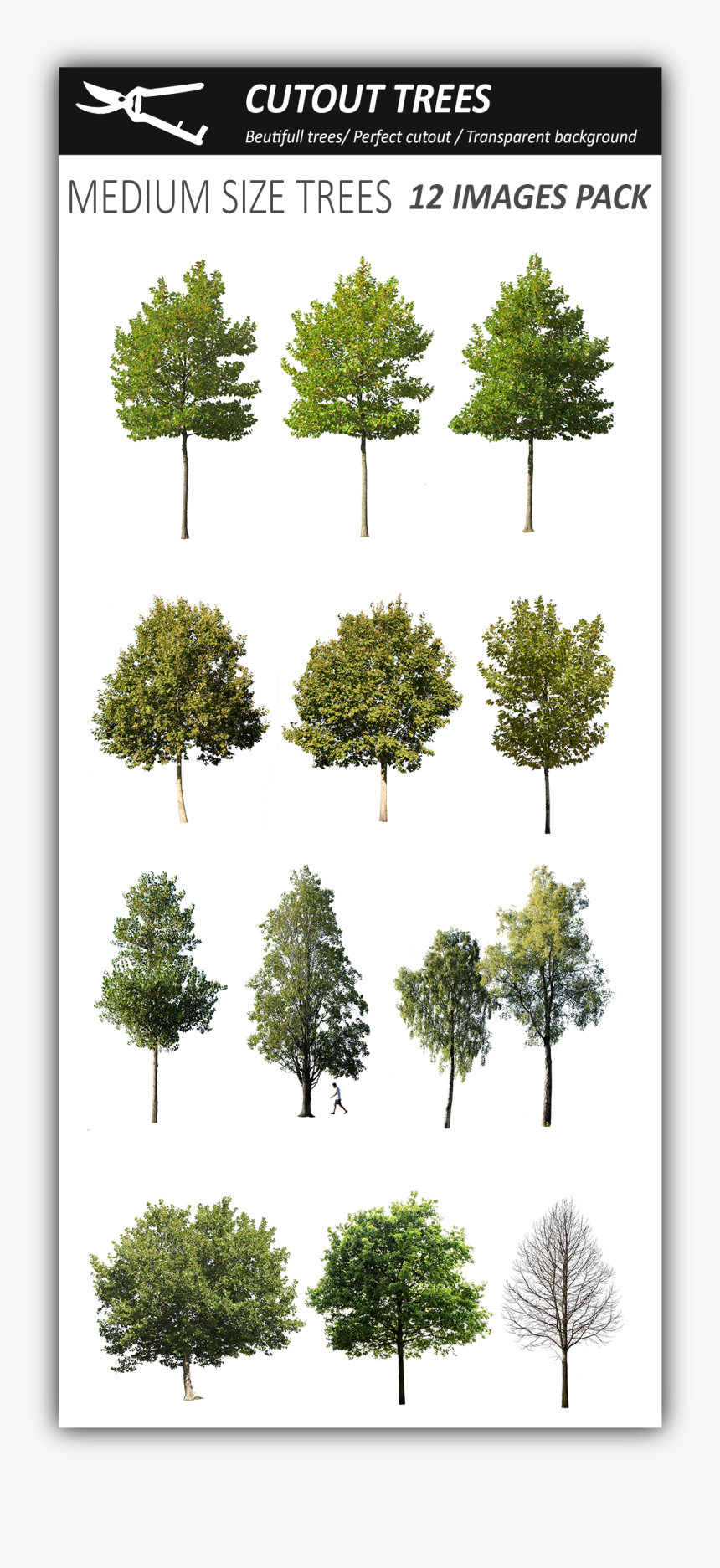 Medium Size Tree, HD Png Download