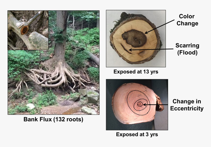 Images Of Exposed Tree Root Ball And Tree Ring Cross - Tree Root Cross Section, HD Png Download