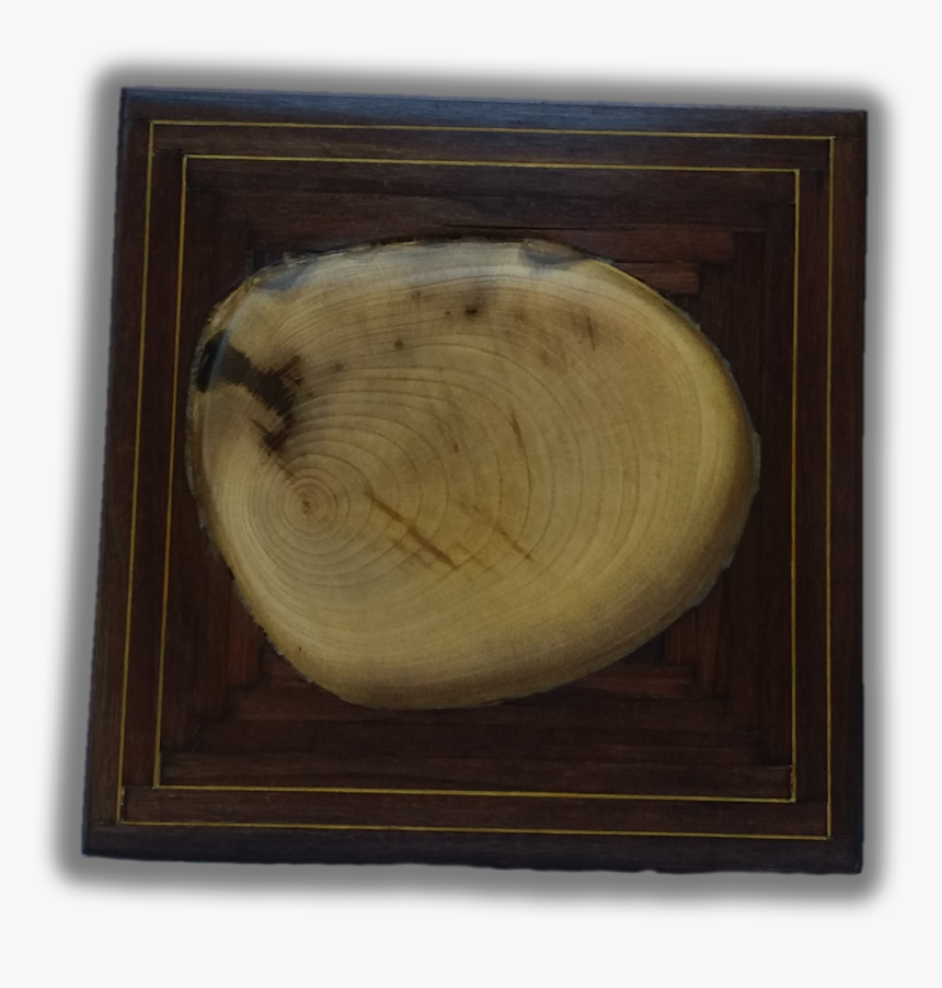 A Tree Section - Picture Frame, HD Png Download