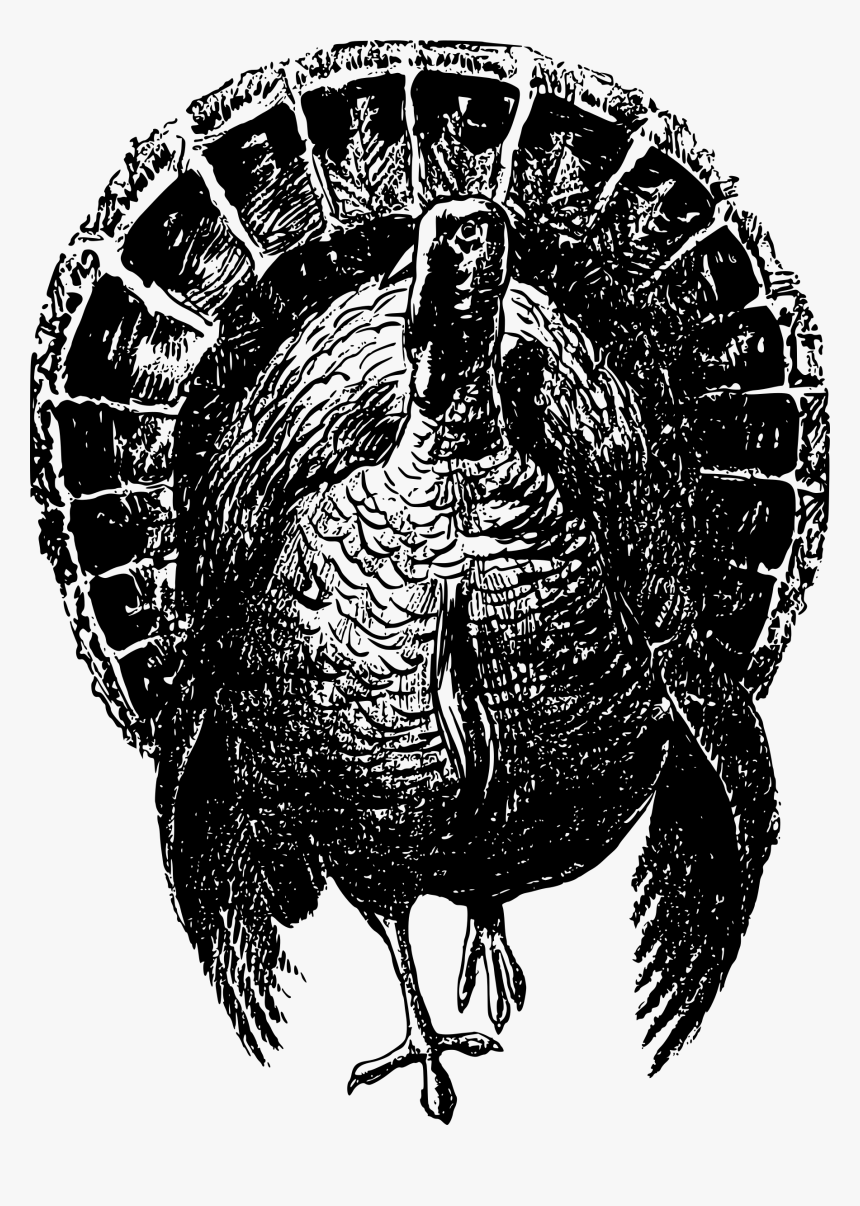 Nobel Turkey Clip Arts - Black And White Wild Turkey, HD Png Download