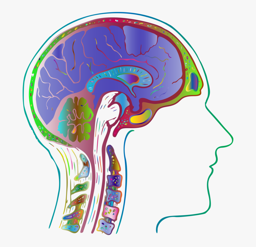 Head,organ,area - Tree Biology Clipart, HD Png Download