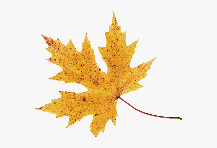 Hojas De Otoño En Png, Transparent Png