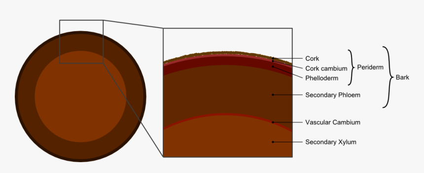 Tree Secondary Components Diagram - Difference Between Cork And Bark, HD Png Download
