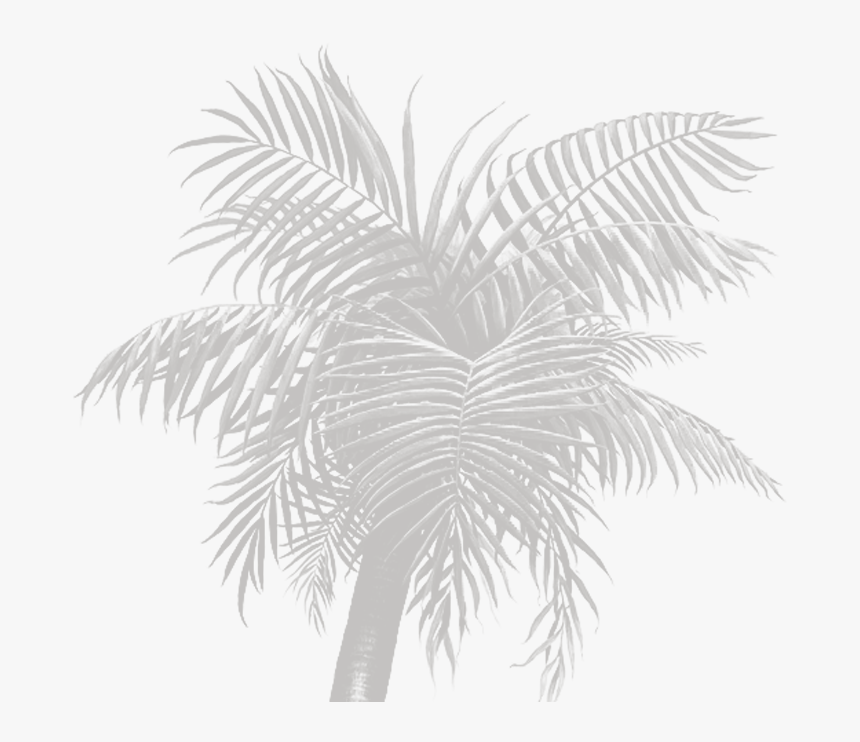 Palm Tree, HD Png Download