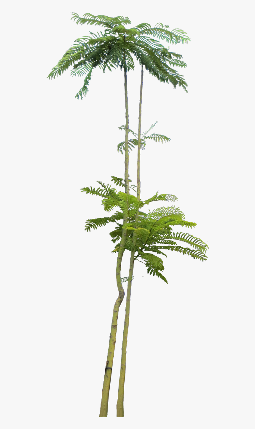 Photoshop Plant, HD Png Download