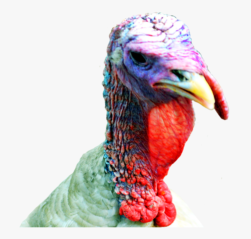 Thanksgiving Clipart Turkey Head - Turkey Head Transparent, HD Png Download