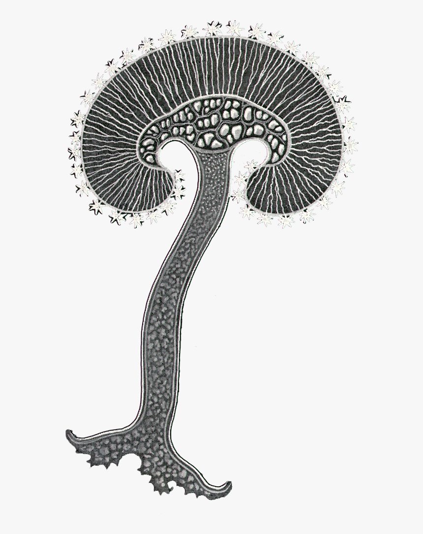 Edible Mushroom, HD Png Download