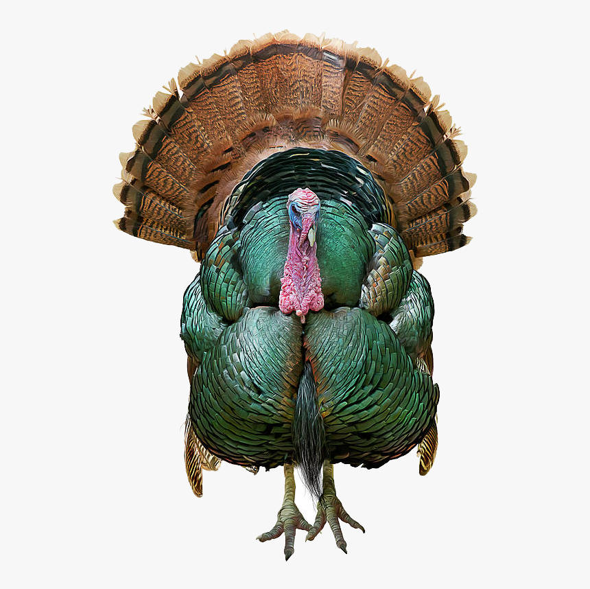 Wild Turkey Png Transparent Image - Tom Turkey Painting, Png Download