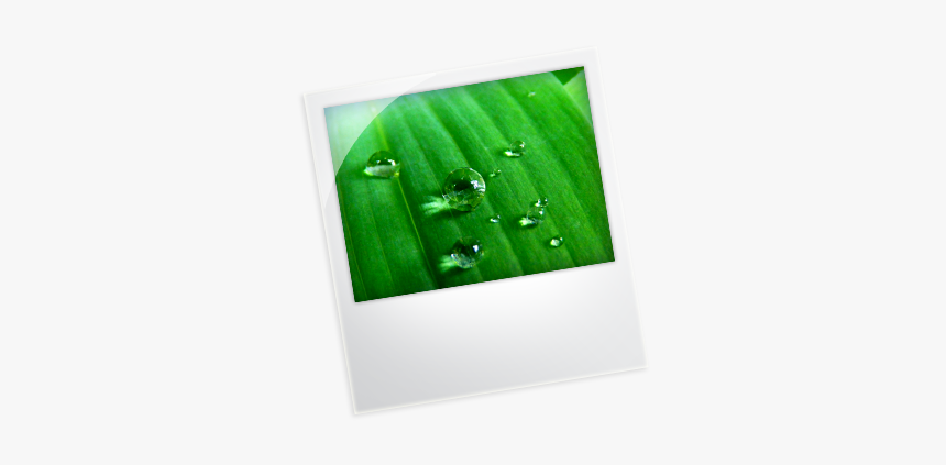 Sabal Minor, HD Png Download