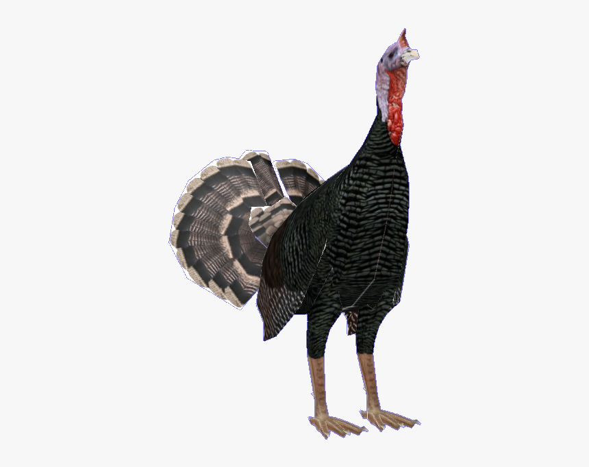 Wild Turkey, HD Png Download