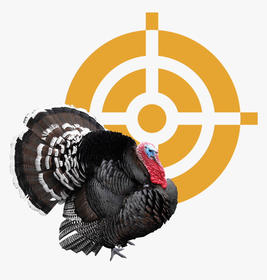 Broad Breasted Black Turkey, HD Png Download