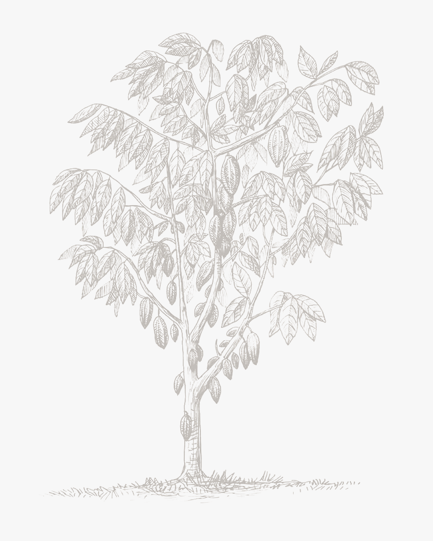 Gambel Oak, HD Png Download