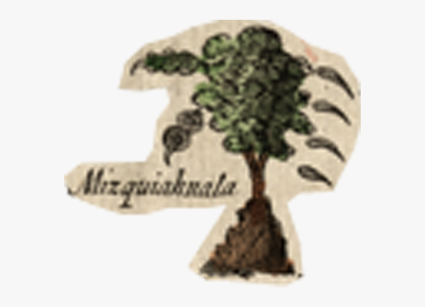 Post Oak, HD Png Download