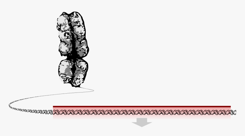 Annotated Drawing Section - Gene Wikipedia, HD Png Download