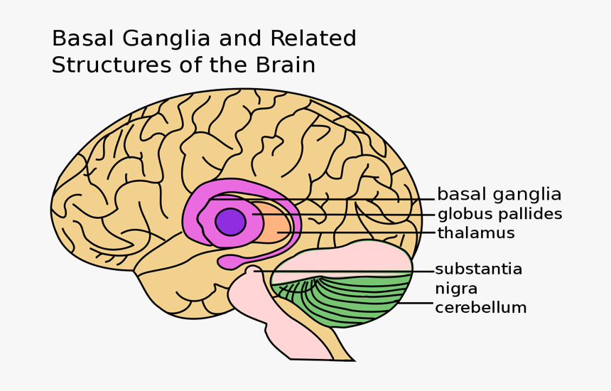 Brain Basal Ganglia, HD Png Download