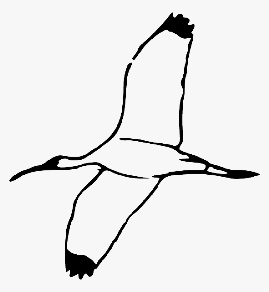 Drawing, Bird, Wing, Fly, Flying, Book, Wood, Wings - Scarlet Ibis Bird Outline, HD Png Download