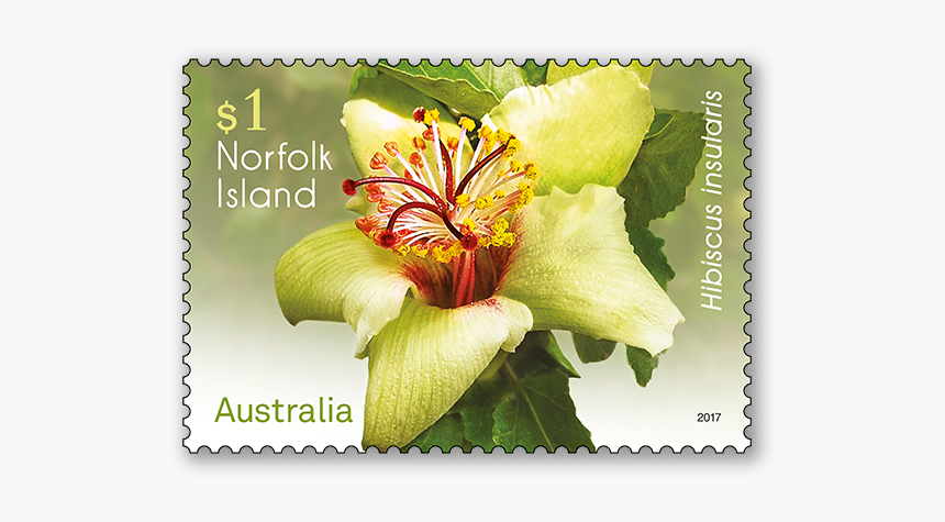 Lily, HD Png Download